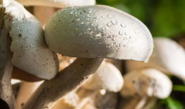 17ccgcg吃瓜爆料蘑菇